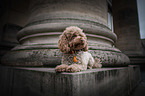 lying Toy Poodle