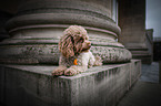 lying Toy Poodle