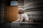 sitting Toy Poodle