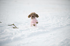 running Toy Poodle