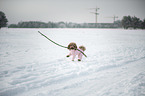 playing Toy Poodle
