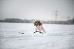 Toy Poodle