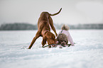 2 dogs
