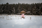 playing Toy Poodle