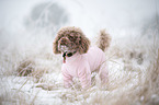 Toy Poodle