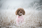 sitting Toy Poodle