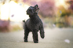 Toy Poodle