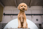 Toy Poodle