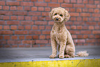 Toy Poodle