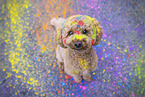Toy Poodle