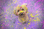 Toy Poodle