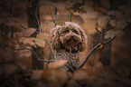 toy poodle in autumn