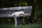 lying toy poodle
