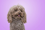 Miniature Poodle Portrait