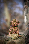 young Toy Poodle