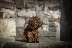 young Toy Poodle