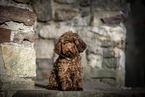 young Toy Poodle