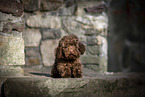young Toy Poodle