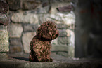 young Toy Poodle