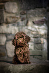 young Toy Poodle