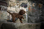 young Toy Poodle