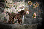 young Toy Poodle
