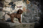 young Toy Poodle