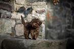 young Toy Poodle