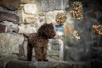 young Toy Poodle