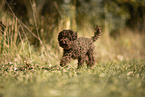female Toy Poodle