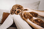 Toy poodle puppy