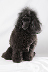 blackToy Poodle