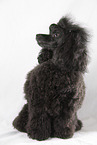 blackToy Poodle
