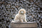 young Toy Poodle