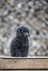 young Toy Poodle