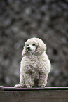 young Toy Poodle