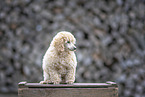 young Toy Poodle