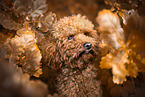 Miniature Poodle