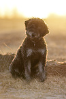 Miniature Poodle