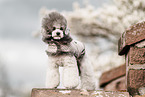 Miniature Poodle