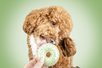 Miniature Poodle