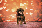 Miniature Poodle