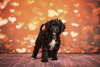 Miniature Poodle