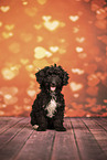Miniature Poodle