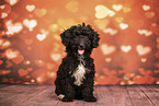 Miniature Poodle