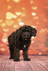 Miniature Poodle