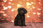 Miniature Poodle