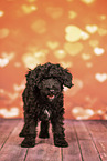 Miniature Poodle