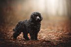 Miniature Poodle Puppy
