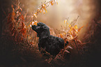 Miniature Poodle Puppy